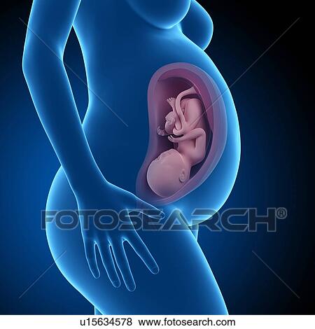 Human foetus age 39 weeks View Large Photo Image Stock Photo - Human foetus age 39 weeks. Fotosearch