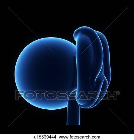 Picture - Human foetus age 4 weeks. Fotosearch