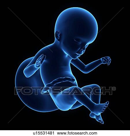 Stock Image - Human foetus age 4 weeks. Fotosearch