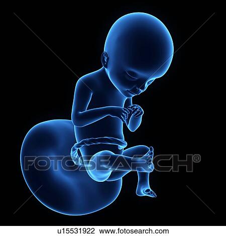 Stock Image - Human foetus age 4 weeks. Fotosearch