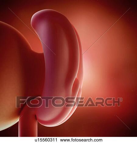Human foetus age 4 weeks View Large Photo Image Stock Image - Human foetus age 4 weeks. Fotosearch