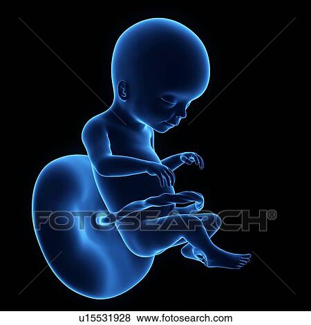 Stock Photo - Human foetus age 4 weeks. Fotosearch