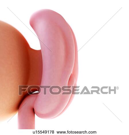 Human foetus age 4 weeks View Large Photo Image Stock Photo - Human foetus age 4 weeks. Fotosearch