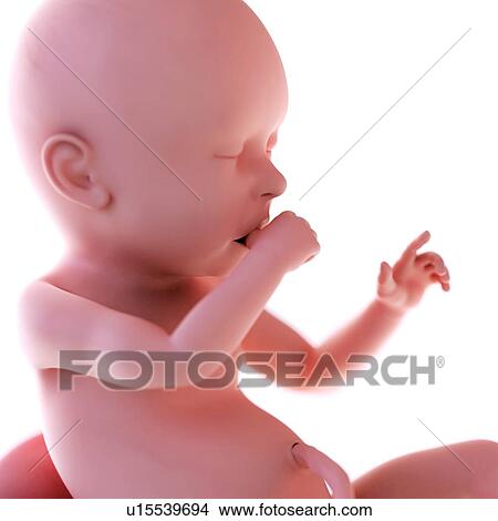 Human foetus age 40 weeks View Large Photo Image Picture - Human foetus age 40 weeks. Fotosearch