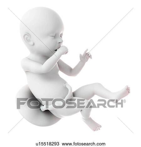 Human foetus age 40 weeks View Large Photo Image Stock Image - Human foetus age 40 weeks. Fotosearch