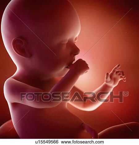 Stock Photograph - Human foetus age 40 weeks. Fotosearch