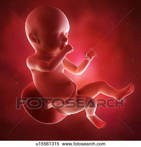 Human foetus age 40 weeks View Large Photo Image Stock Photography - Human foetus age 40 weeks. Fotosearch