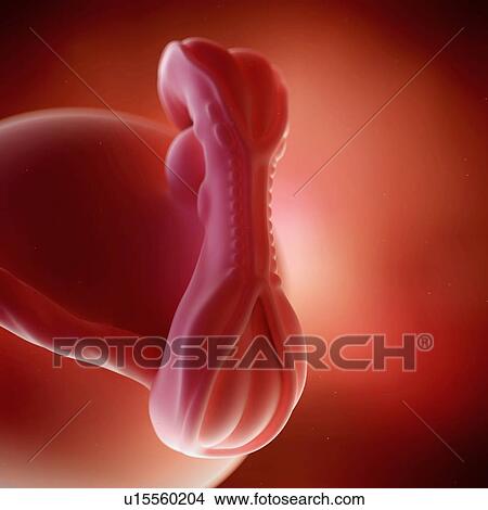 Human foetus age 5 weeks View Large Photo Image Picture - Human foetus age 5 weeks. Fotosearch