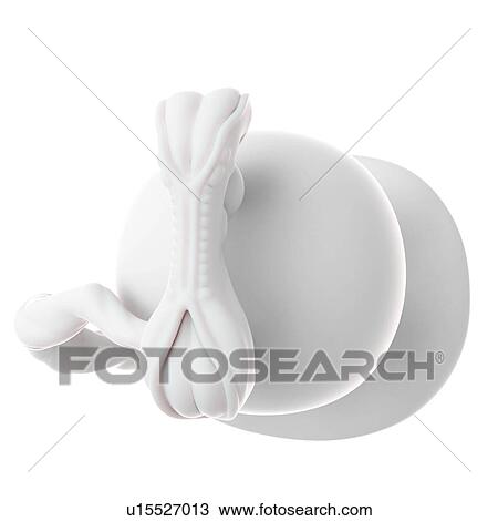 Human foetus age 5 weeks View Large Photo Image Stock Image - Human foetus age 5 weeks. Fotosearch