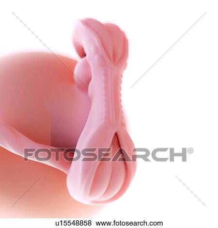 Human foetus age 5 weeks View Large Photo Image Stock Photo - Human foetus age 5 weeks. Fotosearch