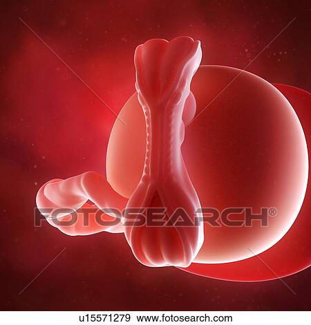 Stock Photo - Human foetus age 5 weeks. Fotosearch