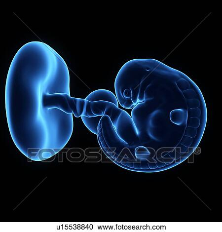Human foetus age 6 weeks View Large Photo Image Stock Image - Human foetus age 6 weeks. Fotosearch