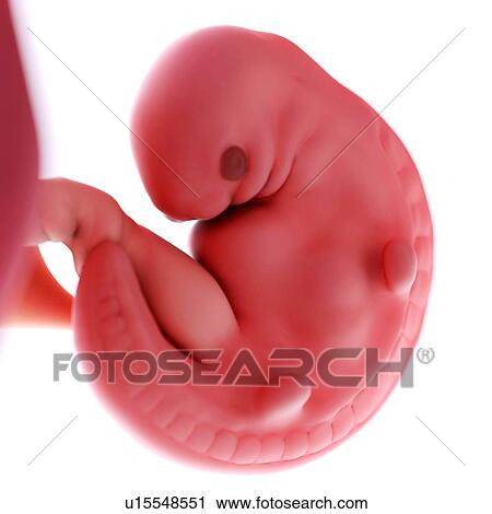 Stock Image - Human foetus age 6 weeks. Fotosearch