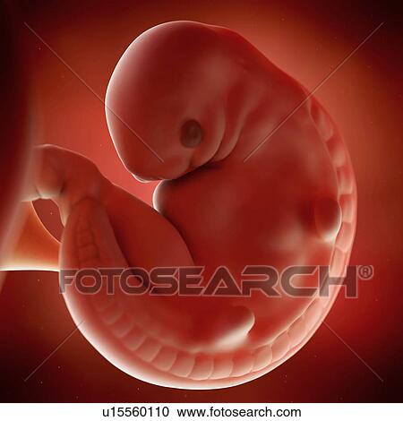 Human foetus age 6 weeks View Large Photo Image Stock Image - Human foetus age 6 weeks. Fotosearch