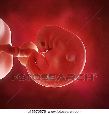 Stock Photograph - Human foetus age 6bweeks. Fotosearch