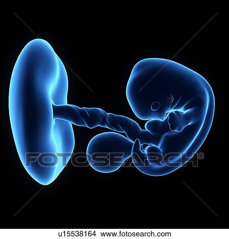 Picture - Human foetus age 7 weeks. Fotosearch