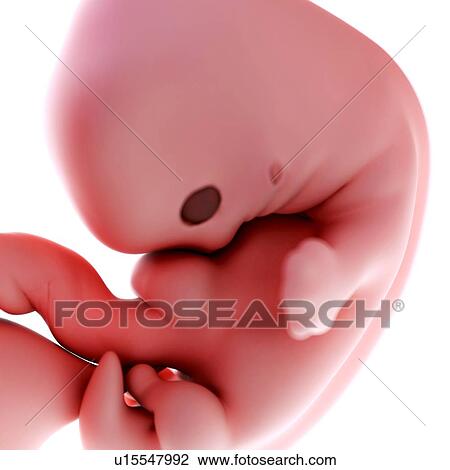 Stock Image - Human foetus age 7 weeks. Fotosearch