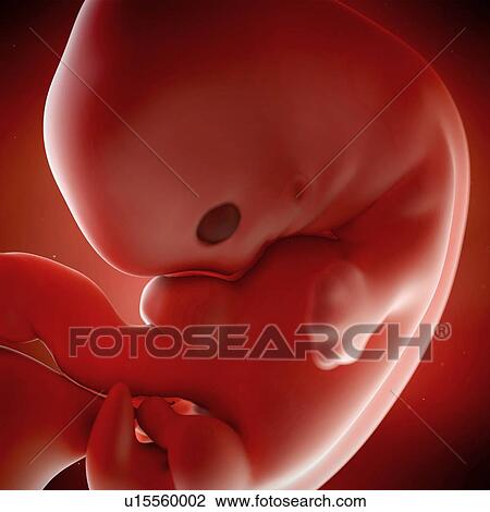 Human foetus age 7 weeks View Large Photo Image Stock Image - Human foetus age 7 weeks. Fotosearch