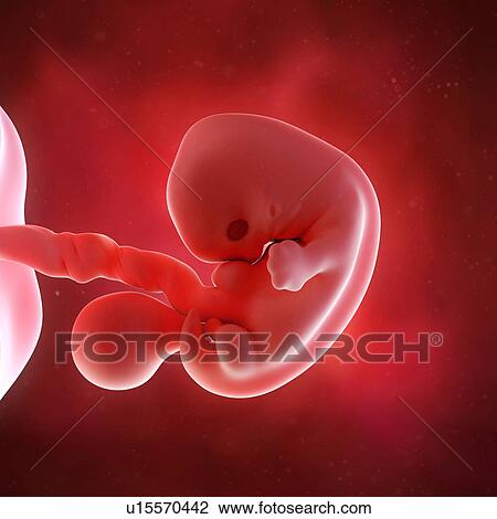 Human foetus age 7 weeks View Large Photo Image Stock Image - Human foetus age 7 weeks. Fotosearch