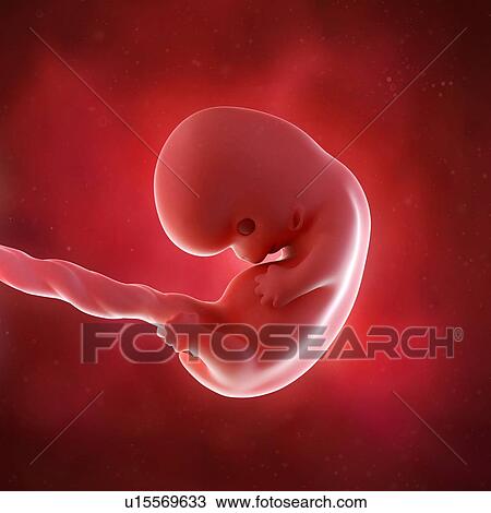 Human foetus age 8 weeks View Large Photo Image Stock Image - Human foetus age 8 weeks. Fotosearch