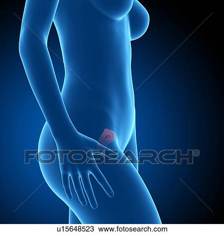 Stock Image - Human foetus age 8 weeks. Fotosearch