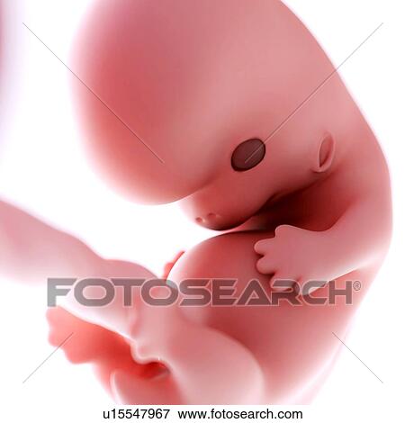 Stock Photo - Human foetus age 8 weeks. Fotosearch