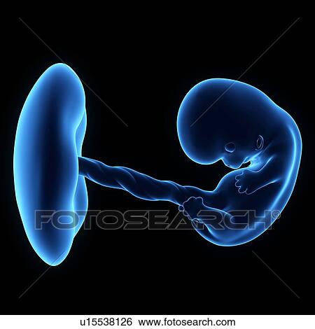 Human foetus age 8 weeks View Large Photo Image Stock Photograph - Human foetus age 8 weeks. Fotosearch