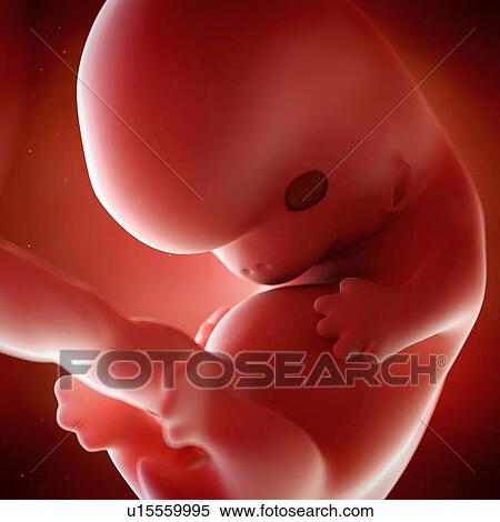 Stock Photography - Human foetus age 8 weeks. Fotosearch