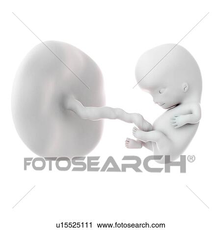 Human foetus age 9 weeks View Large Photo Image Stock Image - Human foetus age 9 weeks. Fotosearch