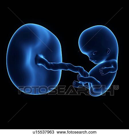 Stock Image - Human foetus age 9 weeks. Fotosearch