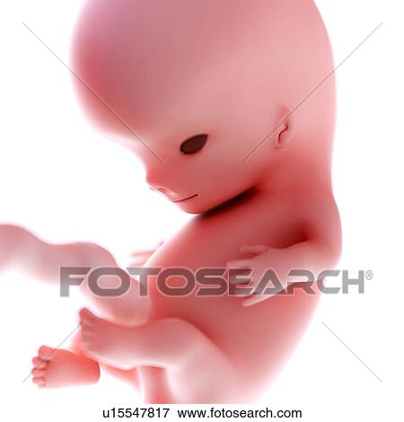 Stock Photo - Human foetus age 9 weeks. Fotosearch