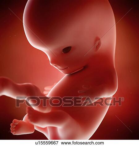 Human foetus age 9 weeks View Large Photo Image Stock Photo - Human foetus age 9 weeks. Fotosearch