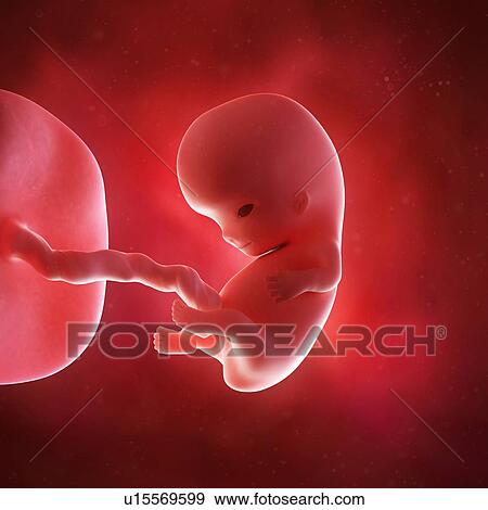 Stock Photo - Human foetus age 9 weeks. Fotosearch