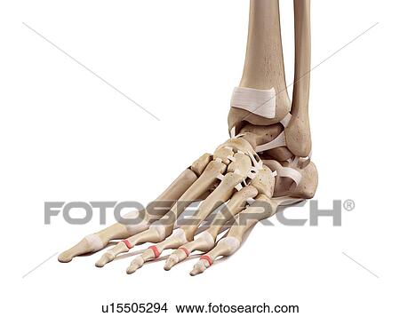 Human foot anatomy View Large Photo Image Picture - Human foot anatomy. Fotosearch
