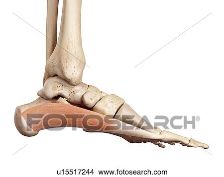 Picture - Human foot anatomy. Fotosearch