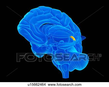 Human foot anatomy View Large Photo Image Picture - Human foot anatomy. Fotosearch