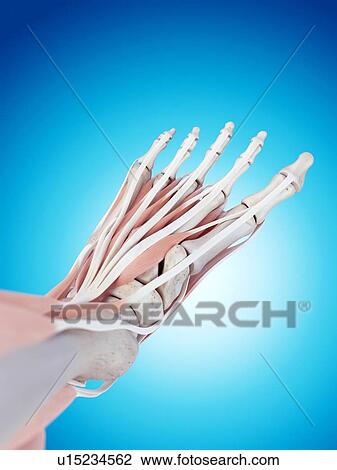 Human foot anatomy View Large Photo Image Stock Image - Human foot anatomy. Fotosearch
