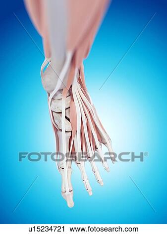 Stock Image - Human foot anatomy. Fotosearch