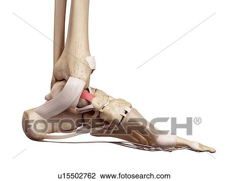 Human foot anatomy View Large Photo Image Stock Image - Human foot anatomy. Fotosearch