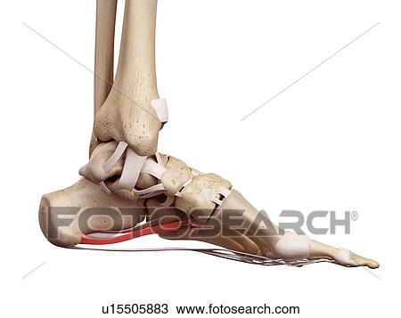 Human foot anatomy View Large Photo Image Stock Image - Human foot anatomy. Fotosearch