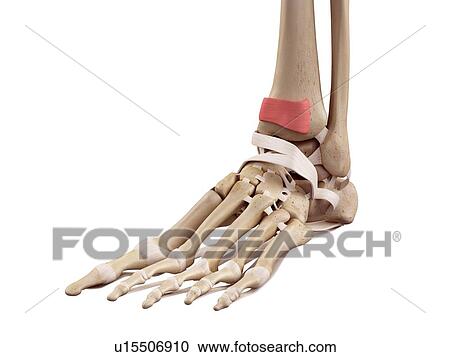 Human foot anatomy View Large Photo Image Stock Image - Human foot anatomy. Fotosearch