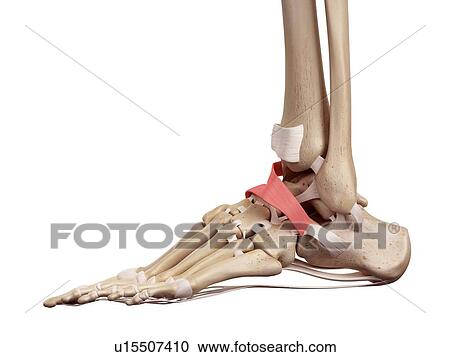 Human foot anatomy View Large Photo Image Stock Image - Human foot anatomy. Fotosearch