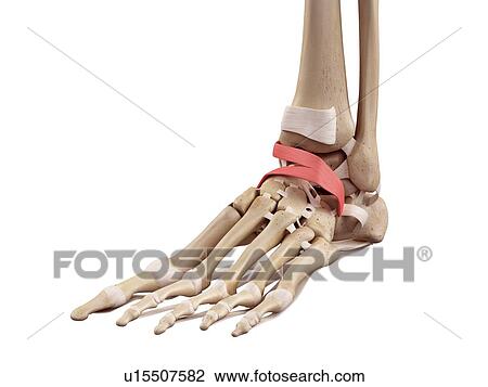 Human foot anatomy View Large Photo Image Stock Image - Human foot anatomy. Fotosearch