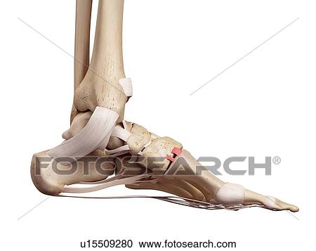 Human foot anatomy View Large Photo Image Stock Image - Human foot anatomy. Fotosearch