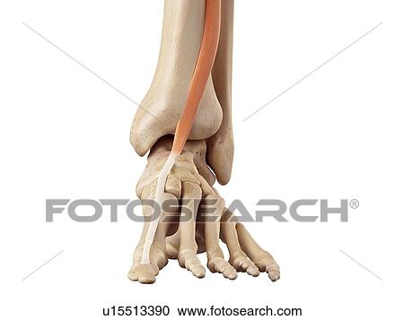 Stock Image - Human foot anatomy. Fotosearch