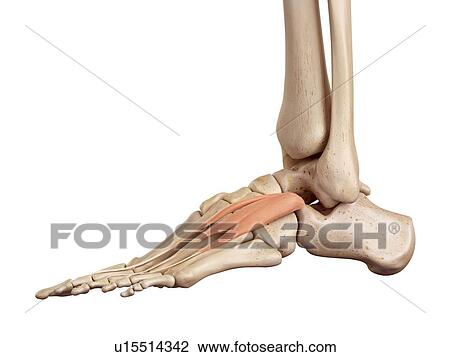 Human foot anatomy View Large Photo Image Stock Image - Human foot anatomy. Fotosearch