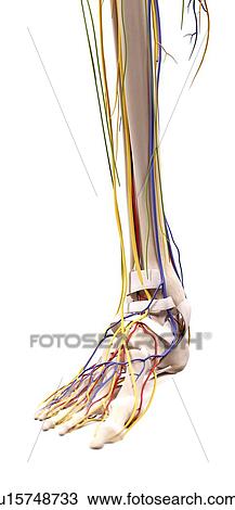 Human foot anatomy View Large Photo Image Stock Image - Human foot anatomy. Fotosearch