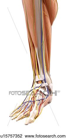 Stock Image - Human foot anatomy. Fotosearch