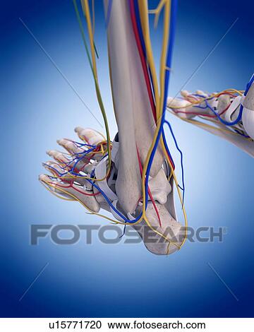 Human foot anatomy View Large Photo Image Stock Image - Human foot anatomy. Fotosearch