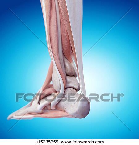 Human foot anatomy View Large Photo Image Stock Photo - Human foot anatomy. Fotosearch